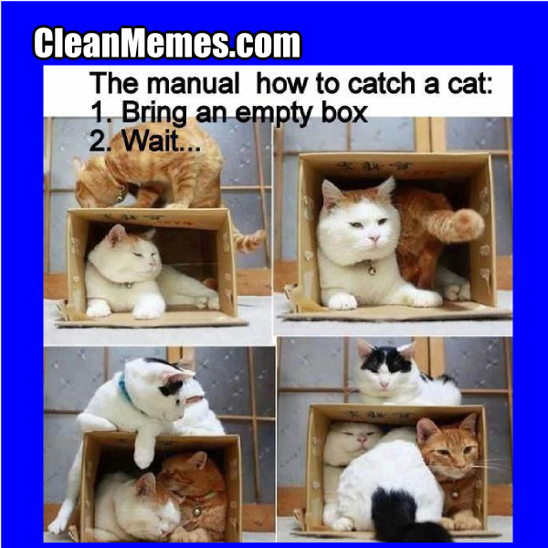 CatTrap