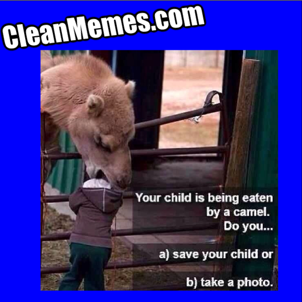 PictureTheCamel