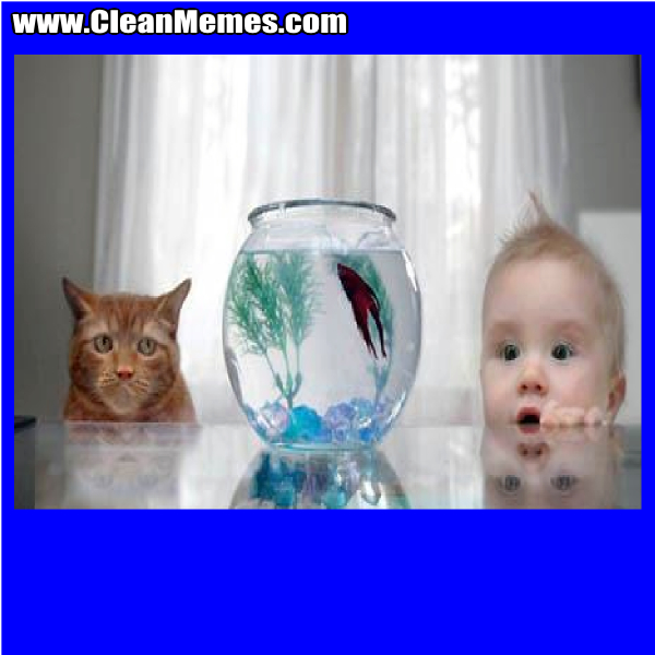 CatBabyFish