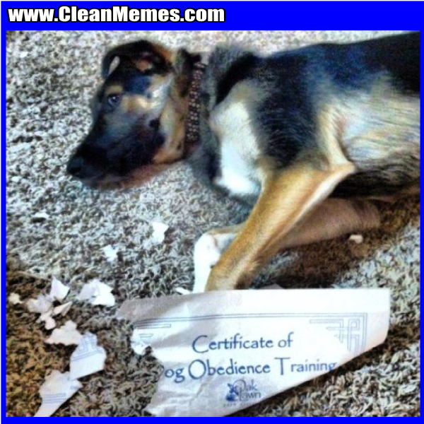 CertificateOfDogObedience