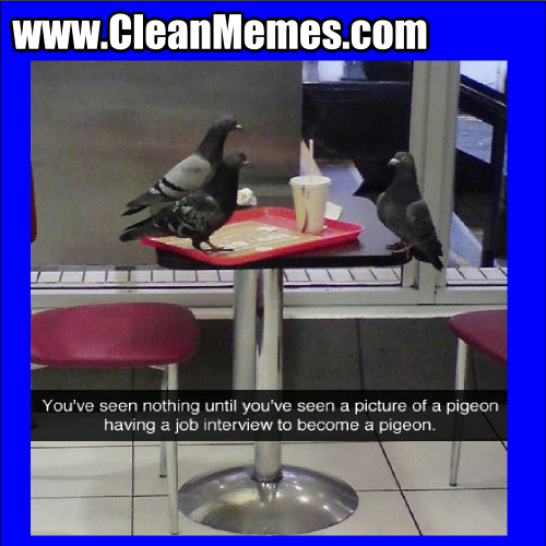 PigeonJobInterview