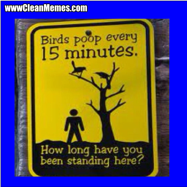 BirdPoopEvery15Minutes