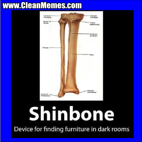 ShinBone