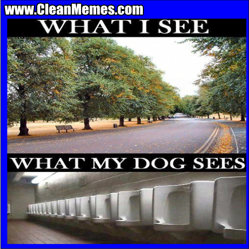 WhatMyDogSees