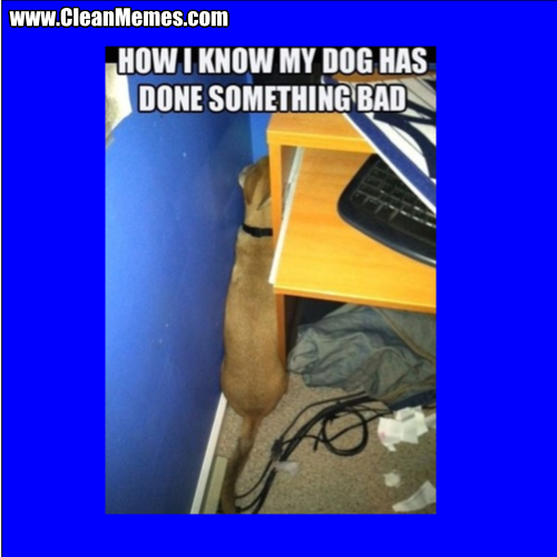 HowIKnowMyDogHasDoneSomethingBad