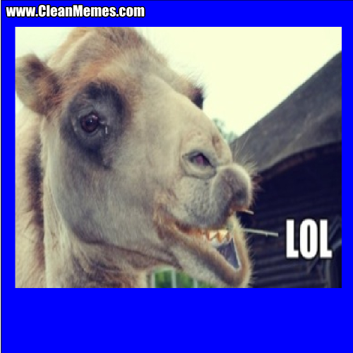 LolCamel