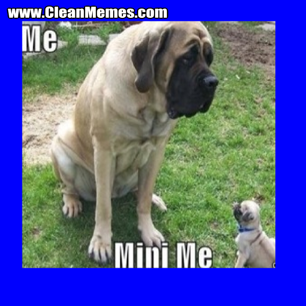 MiniMeDog