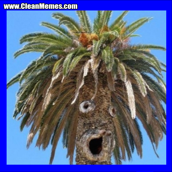 ShockedPalmTree