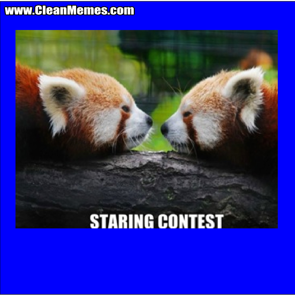 StaringContest