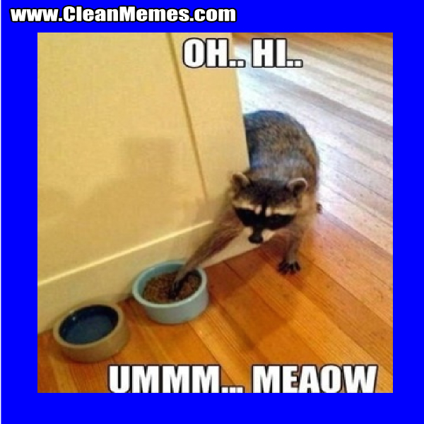raccoon meme meow