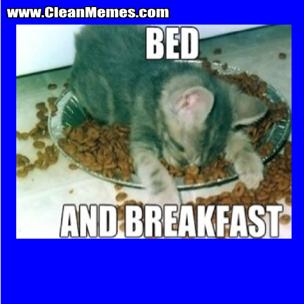 BedAndBreakfastKitten
