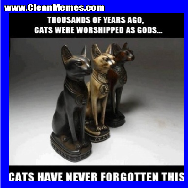 CatsHaveNeverForgottenThis