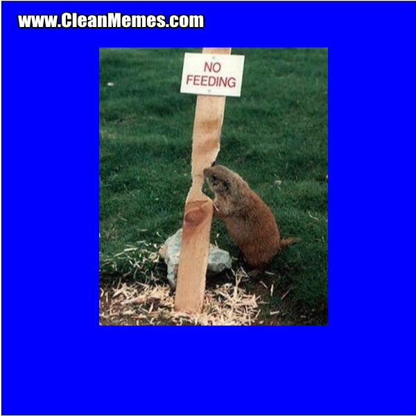 NoFeedingBeaver