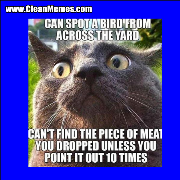 ABirdFromAcrossTheRoad