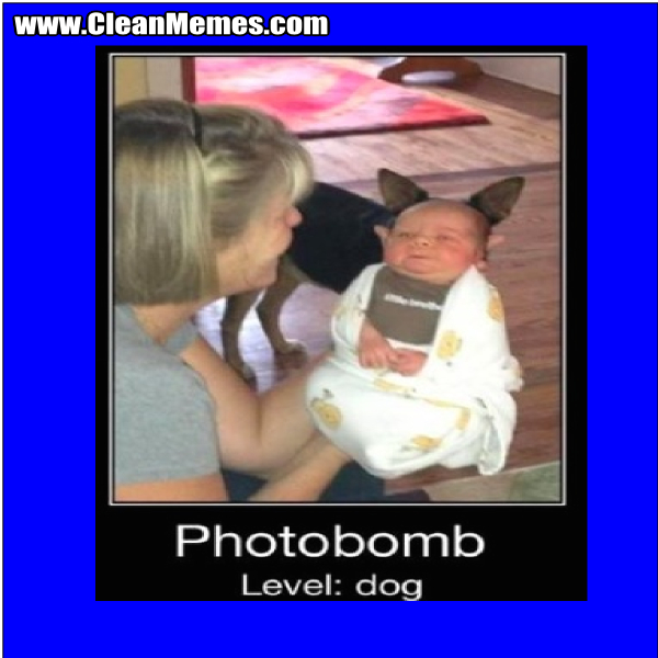 PhotobombLevelDog