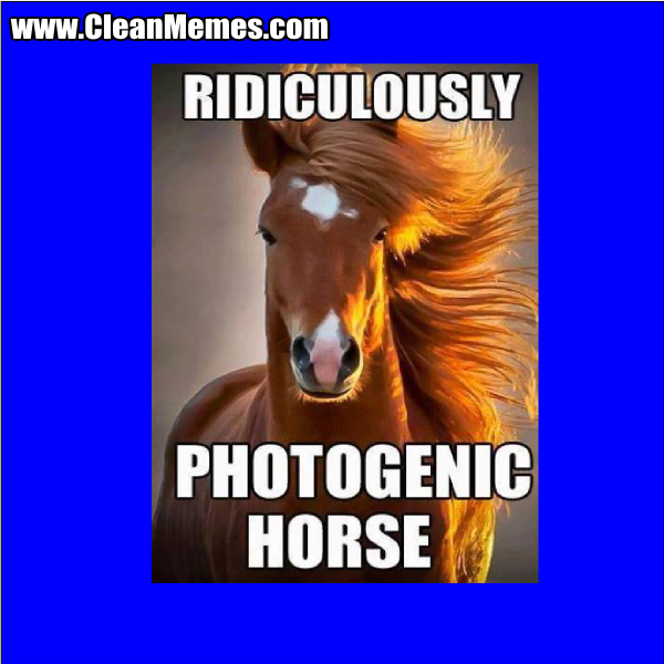 PhotogenicHorse