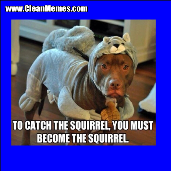 ToCatchTheSquirrel