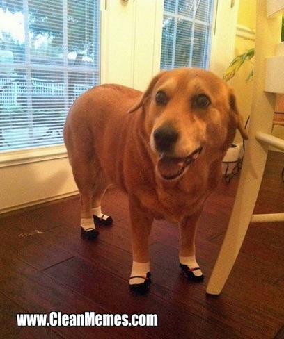 13DogShoes
