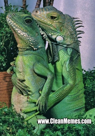 32IguanaHoldYourHands