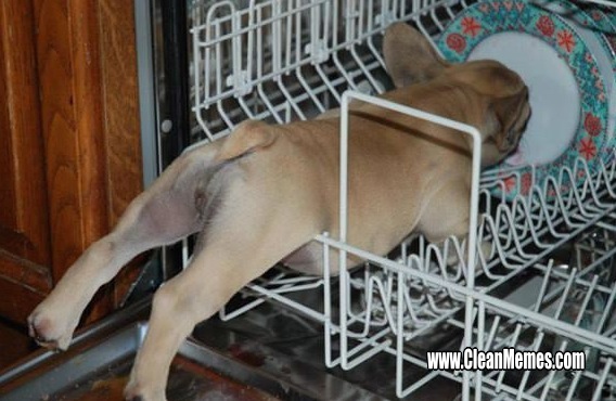 24DishwasherDog