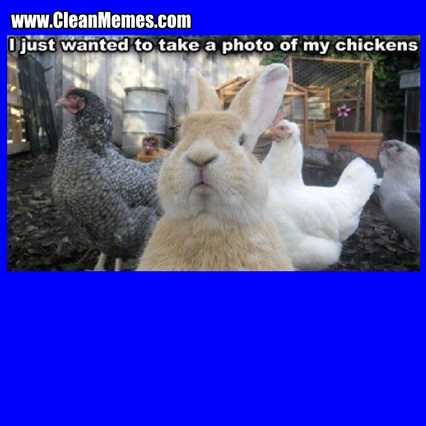 13PhotoOfMyChickens