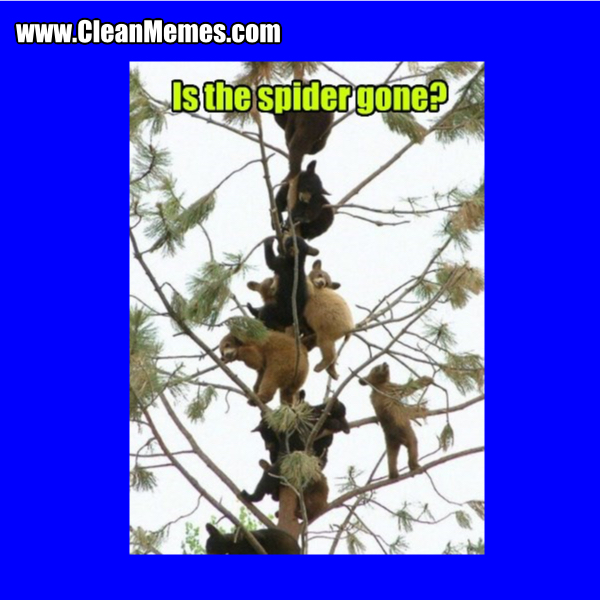 7IsTheSpiderGone