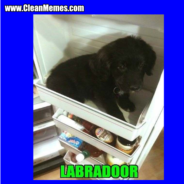 30Labradoor