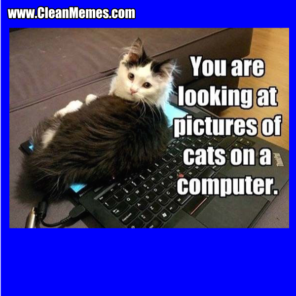 32CatsOnAComputer