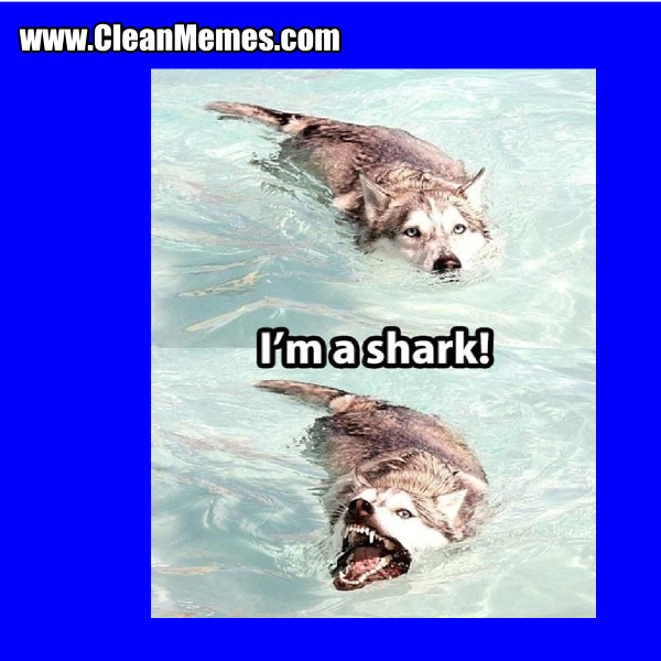16ImAShark