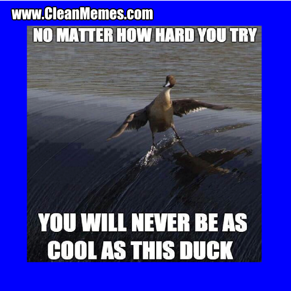5CoolAsThisDuck