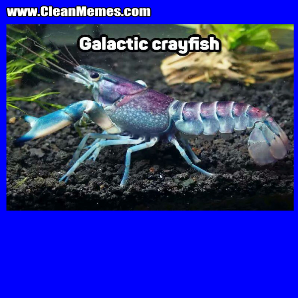 7GalacticCrayfish