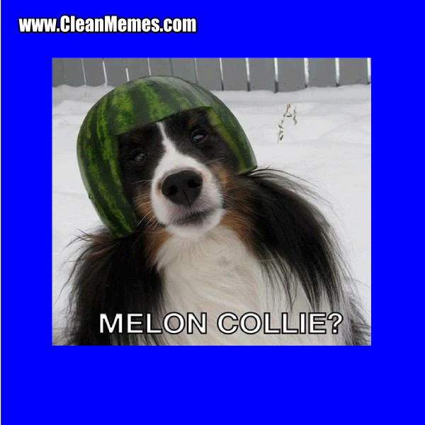 8MelonCollie