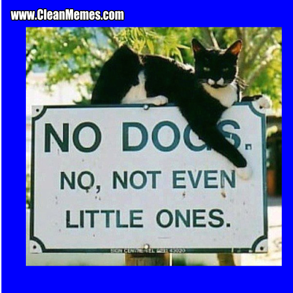 63NoDogs