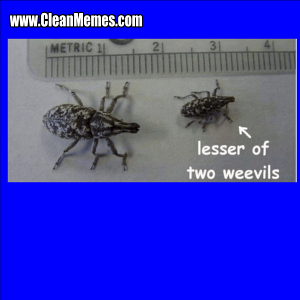 18TwoWeevils