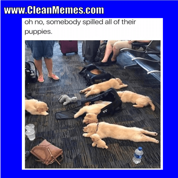 11SpilledPuppies