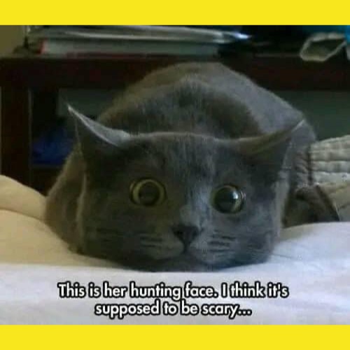Cat Memes – Page 21 – Clean Memes