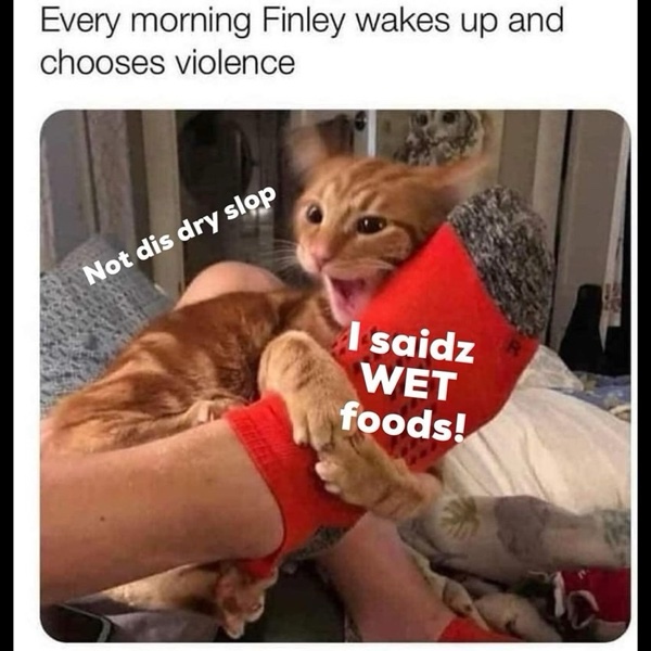 21 Cat Memes 10-25-24 – Clean Memes